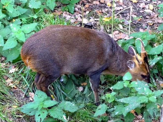 Photo de Muntjac