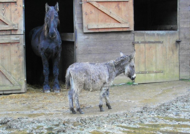 Photo de Races diffrentes