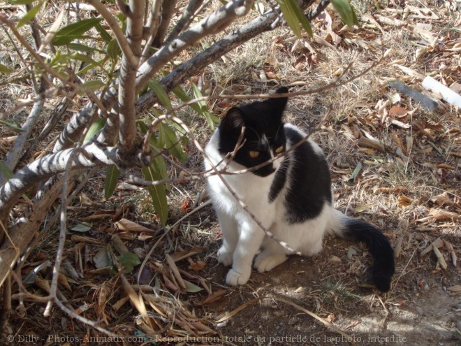 Photo de Chat domestique