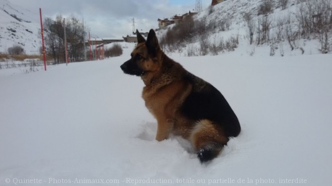 Photo de Berger allemand  poil court