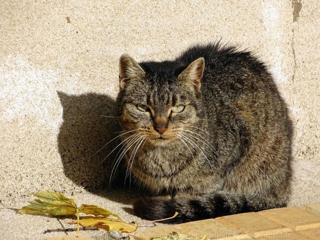 Photo de Chat domestique