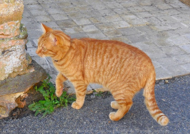 Photo de Chat domestique