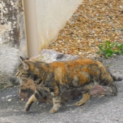 Photo de Chat domestique