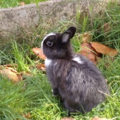 Photo de Lapin