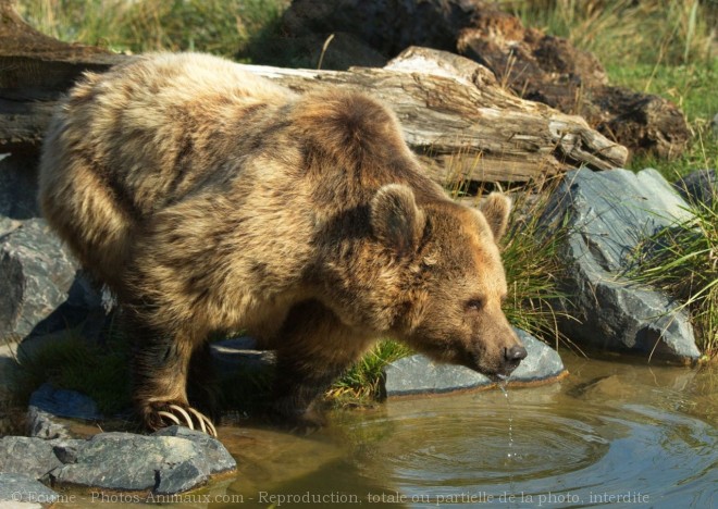 Photo d'Ours