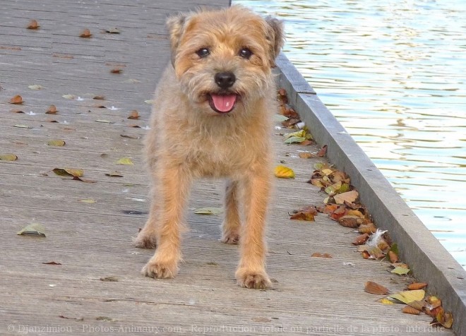 Photo de Border terrier