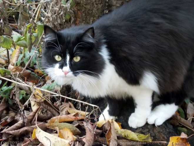 Photo de Chat domestique