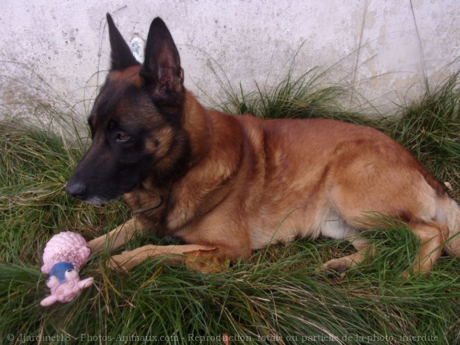 Photo de Berger belge malinois