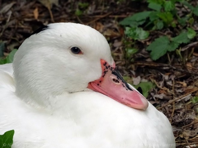 Photo de Canard