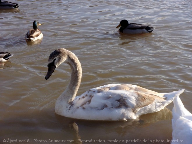 Photo de Cygne