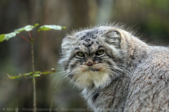 Photo de Chat de pallas