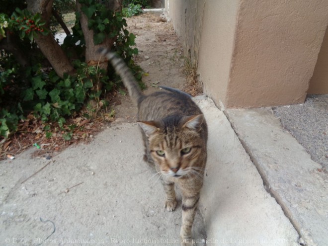 Photo de Chat domestique