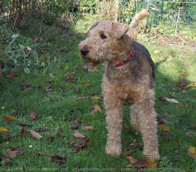 Photo d'Airedale terrier