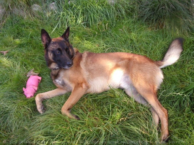 Photo de Berger belge malinois