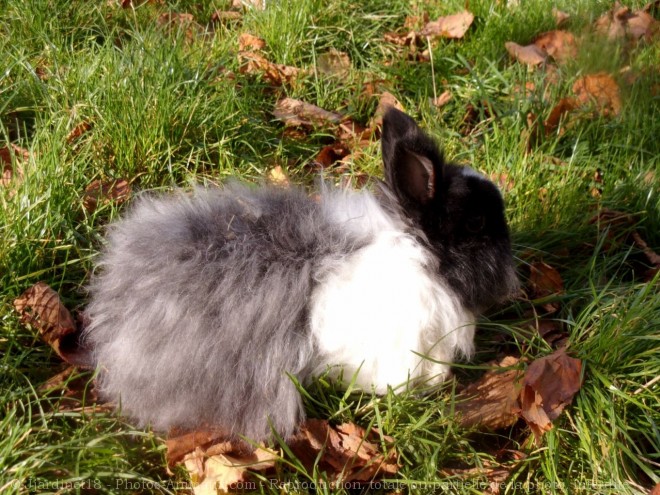 Photo de Lapin