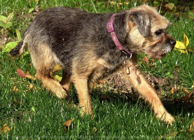 Photo de Border terrier