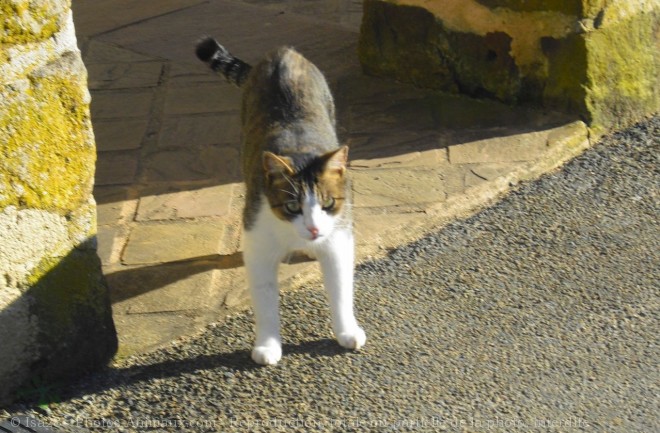 Photo de Chat domestique