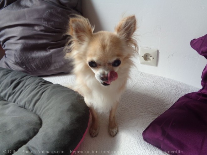 Photo de Chihuahua  poil long