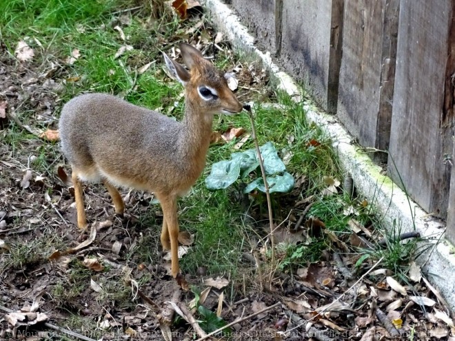 Photo d'Antilope