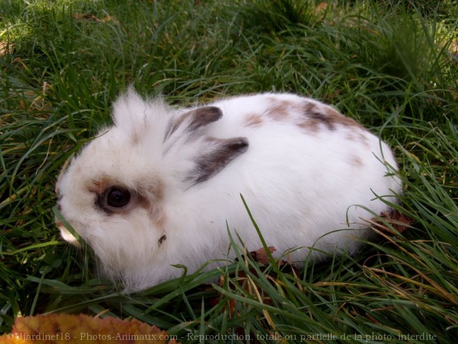 Photo de Lapin