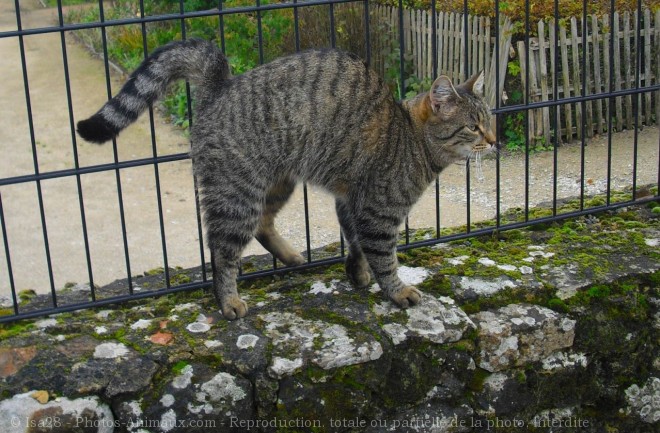 Photo de Chat domestique