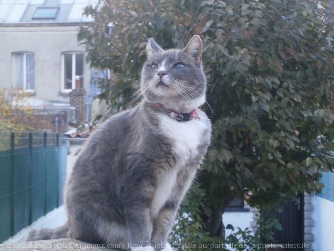 Photo de Chat domestique