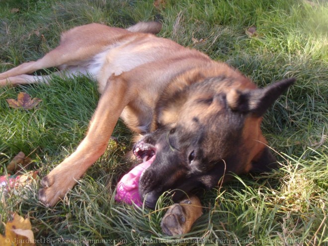 Photo de Berger belge malinois