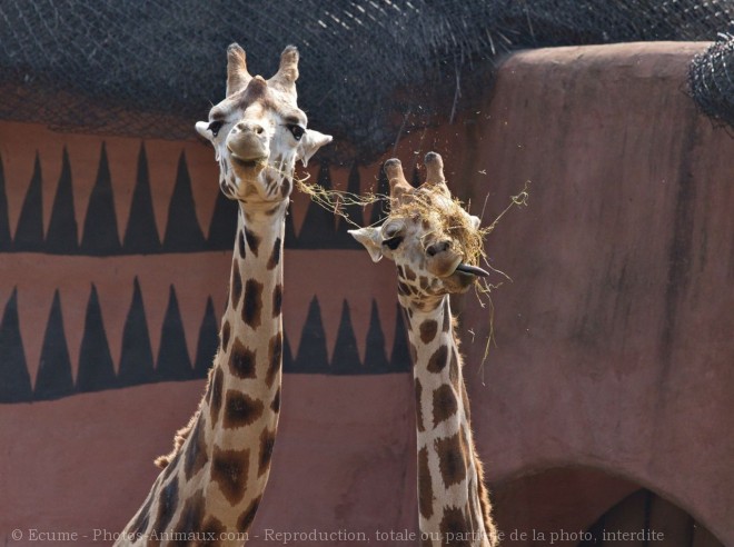 Photo de Girafe