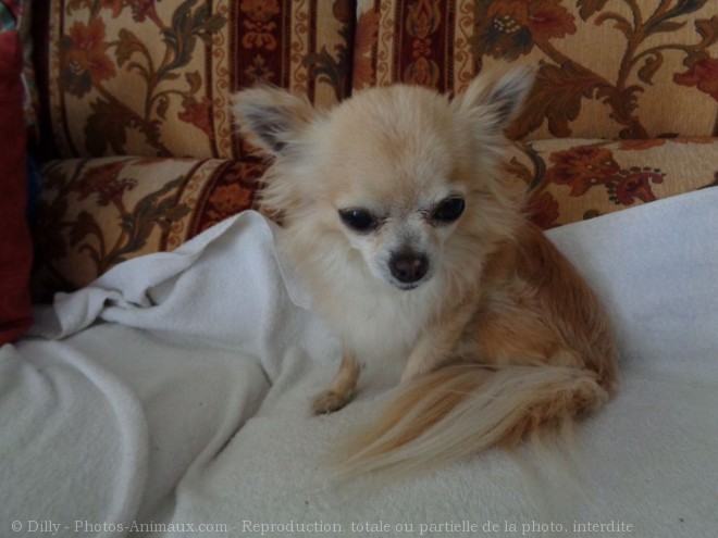 Photo de Chihuahua  poil long