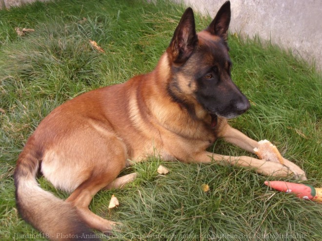 Photo de Berger belge malinois