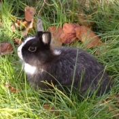 Photo de Lapin