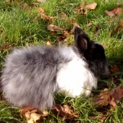 Photo de Lapin