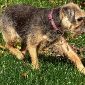 Photo de Border terrier