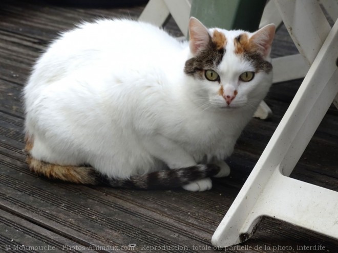 Photo de Chat domestique