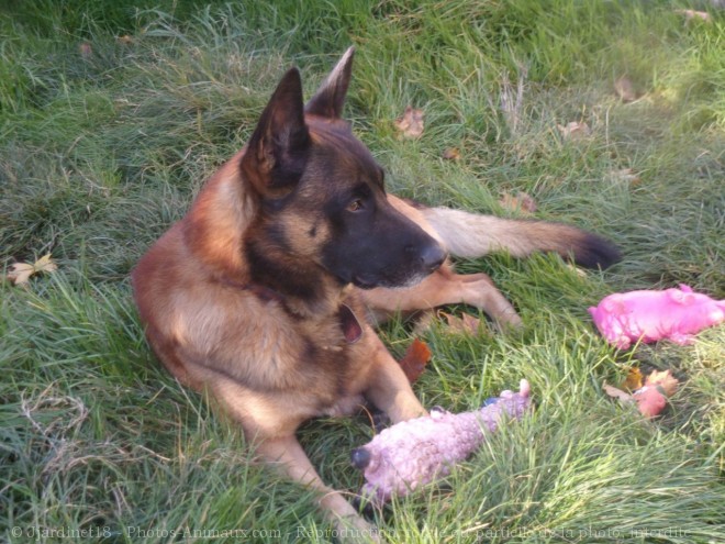 Photo de Berger belge malinois