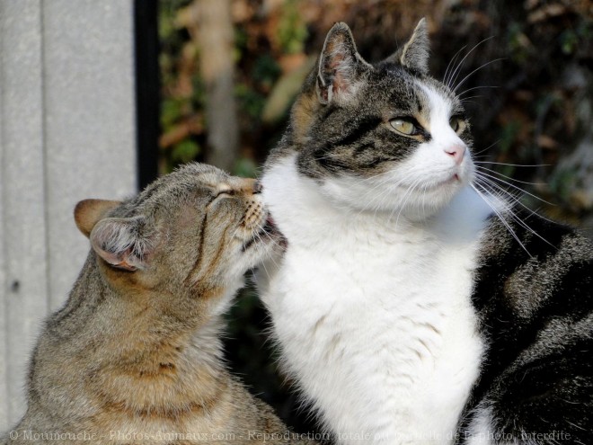 Photo de Chat domestique