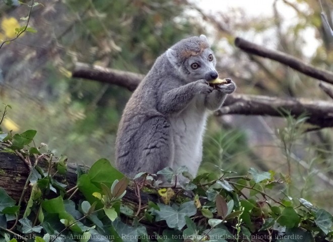 Photo de Lmurien - maki catta