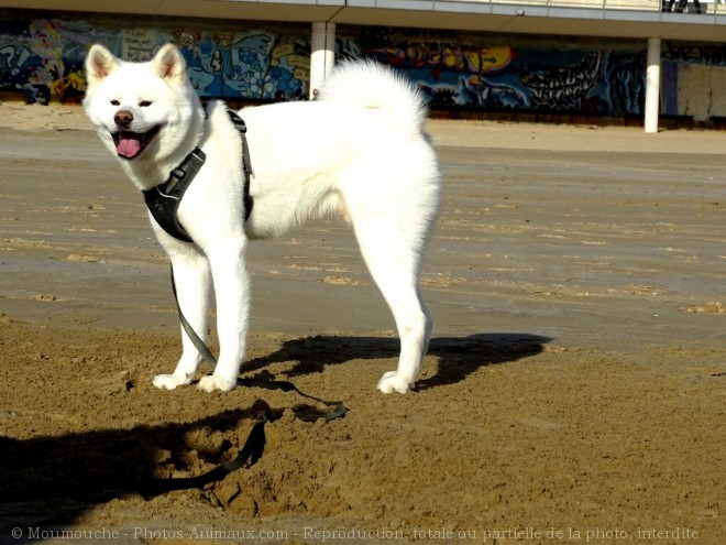 Photo d'Akita inu