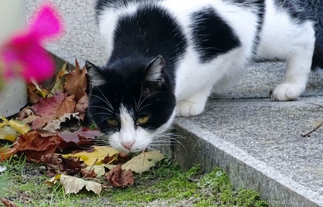 Photo de Chat domestique