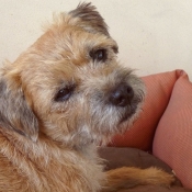 Photo de Border terrier