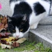 Photo de Chat domestique