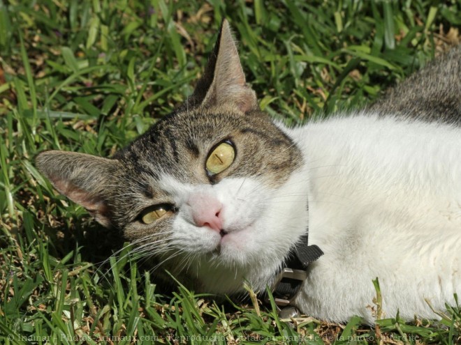 Photo de Chat domestique