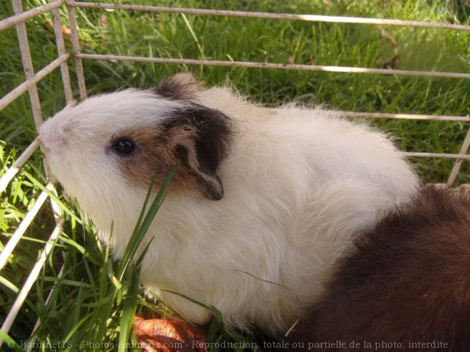 Photo de Cochon d'inde