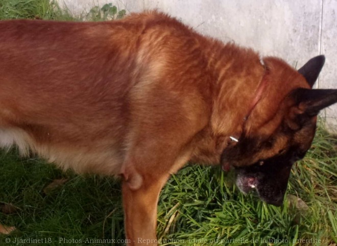 Photo de Berger belge malinois