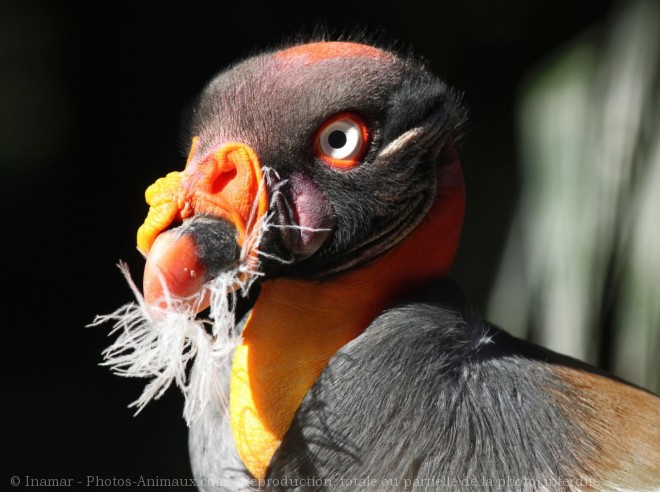 Photo de Vautour pape