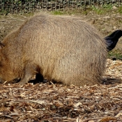 Photo de Cabiai ou capybara