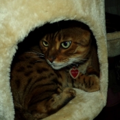 Photo de Bengal