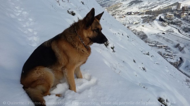 Photo de Berger allemand  poil court