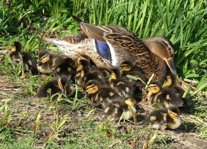 Photo de Canard colvert