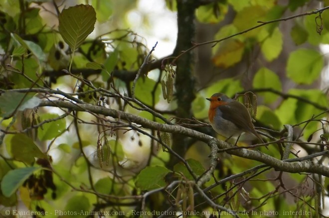 Photo de Rouge gorge